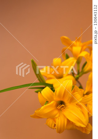Delicate petals of spring lilies in focus 130643112