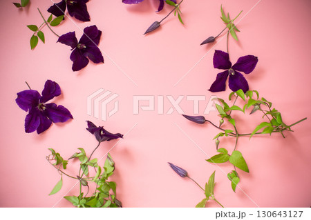 Climbing branch of purple clematis on pink background 130643127
