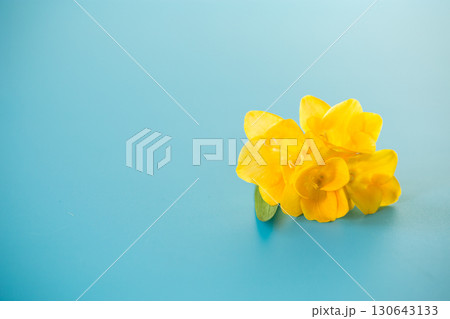 Single yellow freesia flower on blue background 130643133