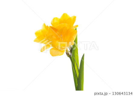 Macro photography of yellow flower on white background 130643134