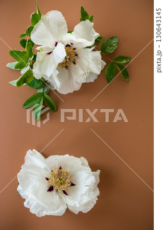 White large tree-like peony flower on a brown background. Top view. 130643145