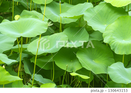 Red lotus, white lotus, and water lily in a beautiful lotus field Red lotus, white lotus, and water lily in a beautiful lotus field 130643153