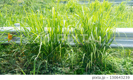 Tall weeds growing along the roadside. Covering the outdoor roadside guardrail. at Thailand. Tall weeds growing along the roadside. Covering the outdoor roadside guardrail. at Thailand. 130643239
