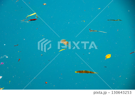 港の水面を泳ぐタコクラゲ（タコクラゲ科）沖縄県那覇市那覇泊港-2025/6/26 130643253