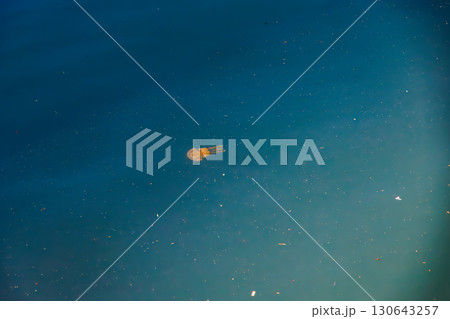 港の水面を泳ぐタコクラゲ（タコクラゲ科）沖縄県那覇市那覇泊港-2025/6/26 130643257