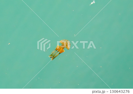 港の水面を泳ぐタコクラゲ（タコクラゲ科）沖縄県那覇市那覇泊港-2025/6/26 130643276