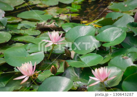 真夏の台北・北投公園の蓮の花 130643287
