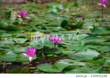 真夏の台北・北投公園の蓮の花 真夏の台北・北投公園の蓮の花 130643288