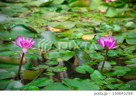 真夏の台北・北投公園の蓮の花 130643289