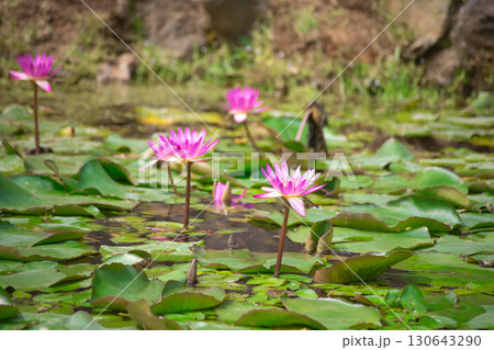真夏の台北・北投公園の蓮の花 130643290