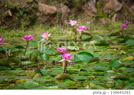 真夏の台北・北投公園の蓮の花 130643291