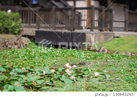 真夏の台北・北投公園の蓮の花 130643293
