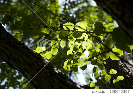 カツラの葉が太陽の光で輝いています。学名はCercidiphyllum japonicumです。 130643307