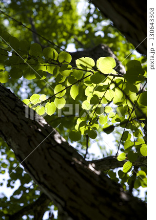カツラの葉が太陽の光で輝いています。学名はCercidiphyllum japonicumです。 130643308