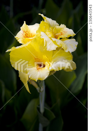 植物園に黄色の花が咲いています。この花の名前はカンナです。 植物園に黄色の花が咲いています。この花の名前はカンナです。 130643543