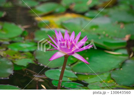 真夏の台北・北投公園の蓮の花 真夏の台北・北投公園の蓮の花 130643560