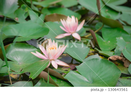 真夏の台北・北投公園の蓮の花 真夏の台北・北投公園の蓮の花 130643561