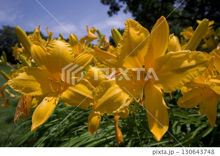 黄色のデイリリー（ヘメロカリス）が咲いています。このデイリリーの名前はコテウスです。 130643748
