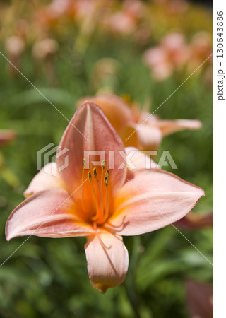 ピンク色のデイリリー(ヘメロカリス)の花が咲いています。このデイリリーの名前はペルシアンプリンセス ピンク色のデイリリー(ヘメロカリス)の花が咲いています。このデイリリーの名前はペルシアンプリンセス 130643886