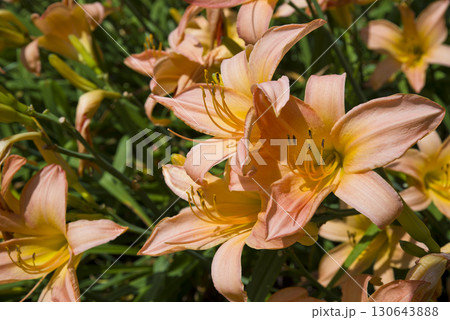 ピンク色のデイリリー（ヘメロカリス）の花が咲いています。このデイリリーの名前はペルシアンプリンセス 130643888