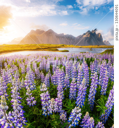 Great  view of  lupine flowers. Location place Stokksnes cape, Vestrahorn, Iceland, Europe. 130644091