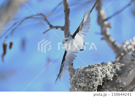 冬の北海道の公園で巣作り中の巣から飛び立つシマエナガ 130644241