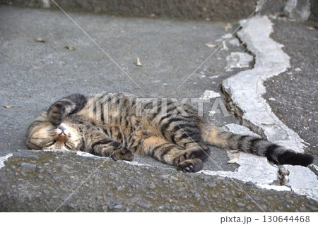 猫ちゃん、野良猫、チャトラ、茶トラ、人に甘えたい、やるせない、猫ちゃん、野良猫、やるせない、なつっこ 130644468