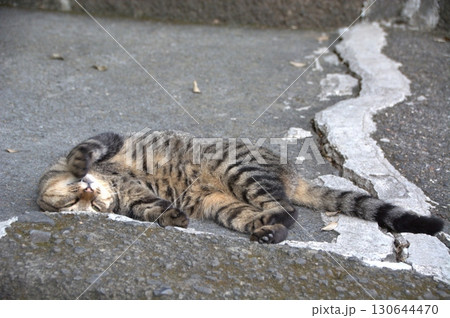 猫ちゃん、野良猫、チャトラ、茶トラ、人に甘えたい、やるせない、猫ちゃん、野良猫、やるせない、なつっこ 130644470