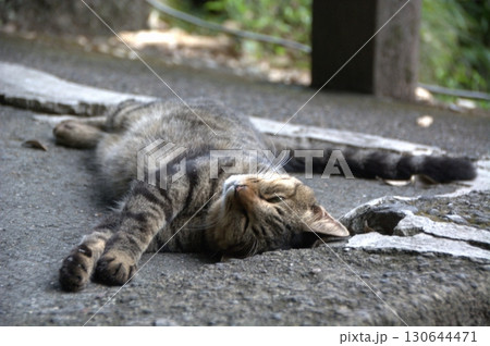 猫ちゃん、野良猫、チャトラ、茶トラ、人に甘えたい、やるせない、猫ちゃん、野良猫、やるせない、なつっこ 130644471