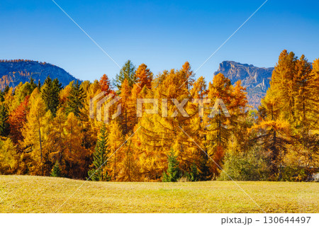 Magical yellow larches. Location place Dolomiti Alps, Cortina d'Ampezzo, Italy, Europe. Magical yellow larches. Location place Dolomiti Alps, Cortina d'Ampezzo, Italy, Europe. 130644497
