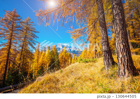 Magical yellow larches. Location place Dolomiti Alps, Cortina d'Ampezzo, Italy, Europe. 130644505