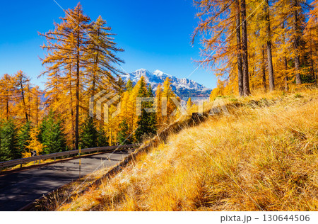 Magical yellow larches. Location place Dolomiti Alps, Cortina d'Ampezzo, Italy, Europe. Magical yellow larches. Location place Dolomiti Alps, Cortina d'Ampezzo, Italy, Europe. 130644506