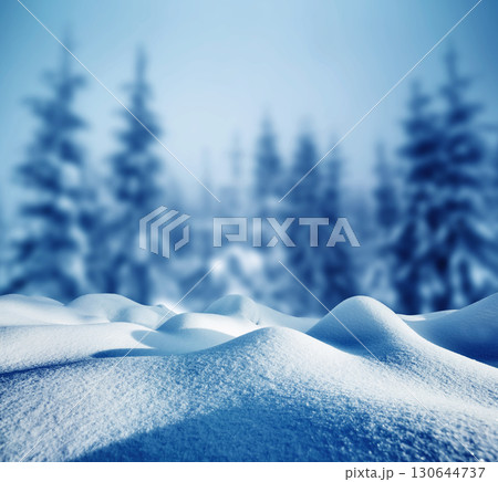 Majestic white spruces glowing by sunlight. Majestic white spruces glowing by sunlight. 130644737