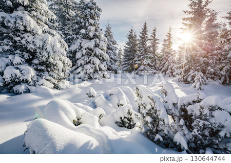 Majestic white spruces glowing by sunlight. Majestic white spruces glowing by sunlight. 130644744