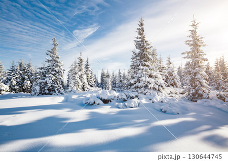 Majestic white spruces glowing by sunlight. 130644745