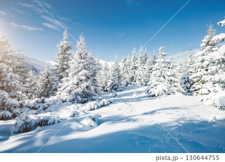 Majestic white spruces glowing by sunlight. 130644755