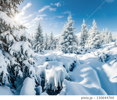 Majestic white spruces glowing by sunlight. Majestic white spruces glowing by sunlight. 130644760