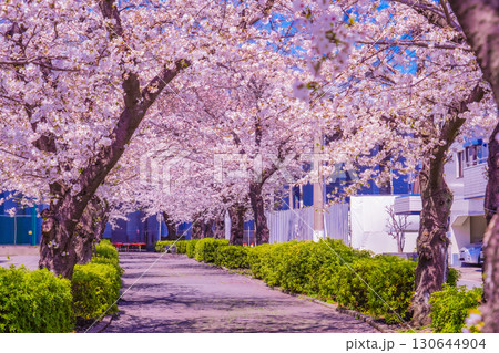 青葉区桜並木の青空 青葉区桜並木の青空 130644904