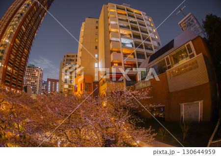 六本木夜桜と街並み 130644959