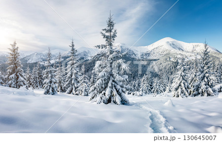 Majestic white spruces glowing by sunlight. Majestic white spruces glowing by sunlight. 130645007