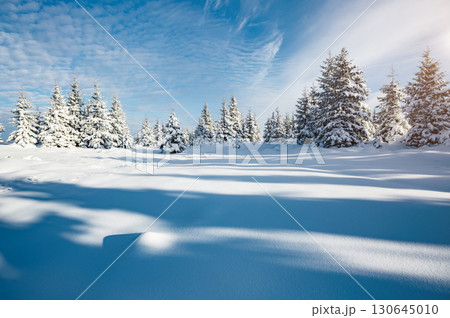 Majestic white spruces glowing by sunlight. Majestic white spruces glowing by sunlight. 130645010