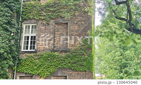 Old brick building facade partially covered with green ivy and surrounded by lush trees Old brick building facade partially covered with green ivy and surrounded by lush trees 130645040