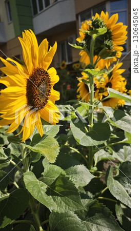Bright yellow sunflowers blooming under sunlight near residential buildings Bright yellow sunflowers blooming under sunlight near residential buildings 130645045