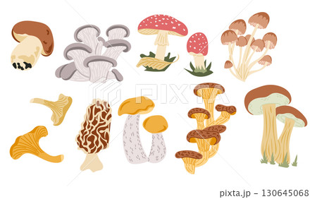 Set of edible and wild mushrooms collection in flat style with various species and colors Set of edible and wild mushrooms collection in flat style with various species and colors 130645068