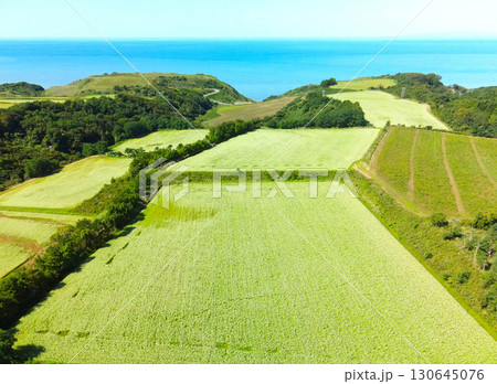 初秋の北海道乙部町で満開のそば畑の風景を空撮 初秋の北海道乙部町で満開のそば畑の風景を空撮 130645076