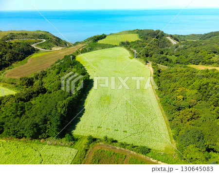 初秋の北海道乙部町で満開のそば畑の風景を空撮 130645083