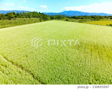 初秋の北海道乙部町で満開のそば畑の風景を空撮 130645097