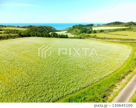 初秋の北海道乙部町で満開のそば畑の風景を空撮 初秋の北海道乙部町で満開のそば畑の風景を空撮 130645100
