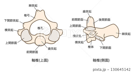 第二頸椎（軸椎）の解剖学：上面図と側面図 130645142