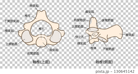 第二頸椎（軸椎）の解剖学：上面図と側面図 130645142